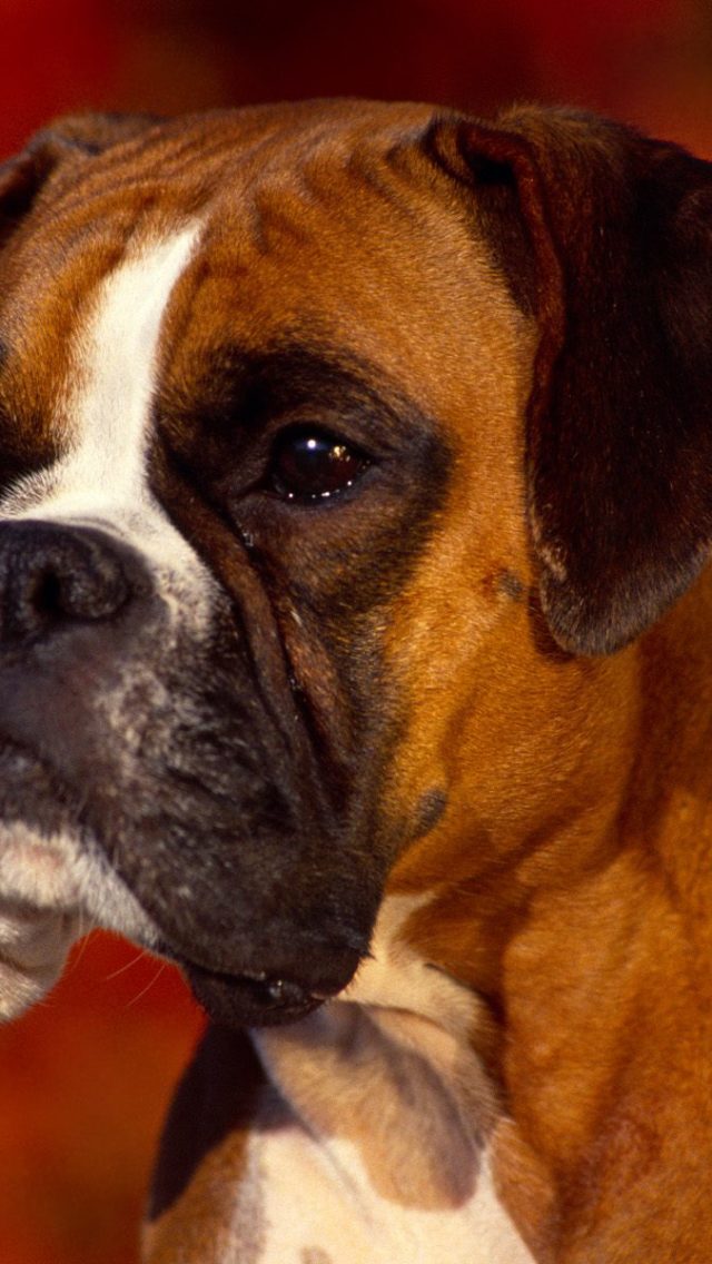 Georgi Boxer Dog Pictures